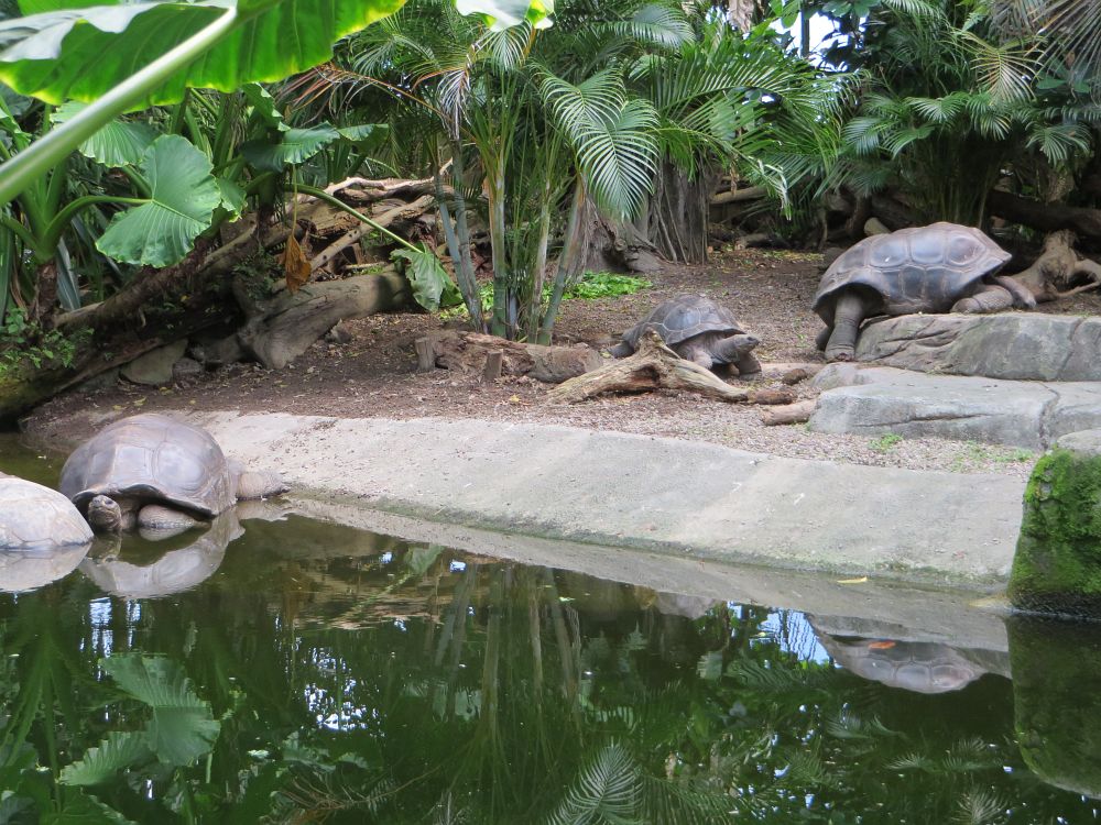 Riesenschildkröten Galapagos