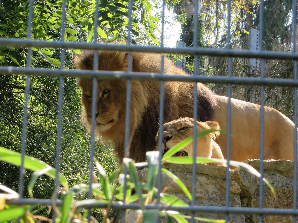 Der König des Dschungels