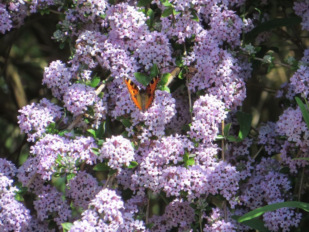Sommerflieder im Blumengarten von Frau Champion