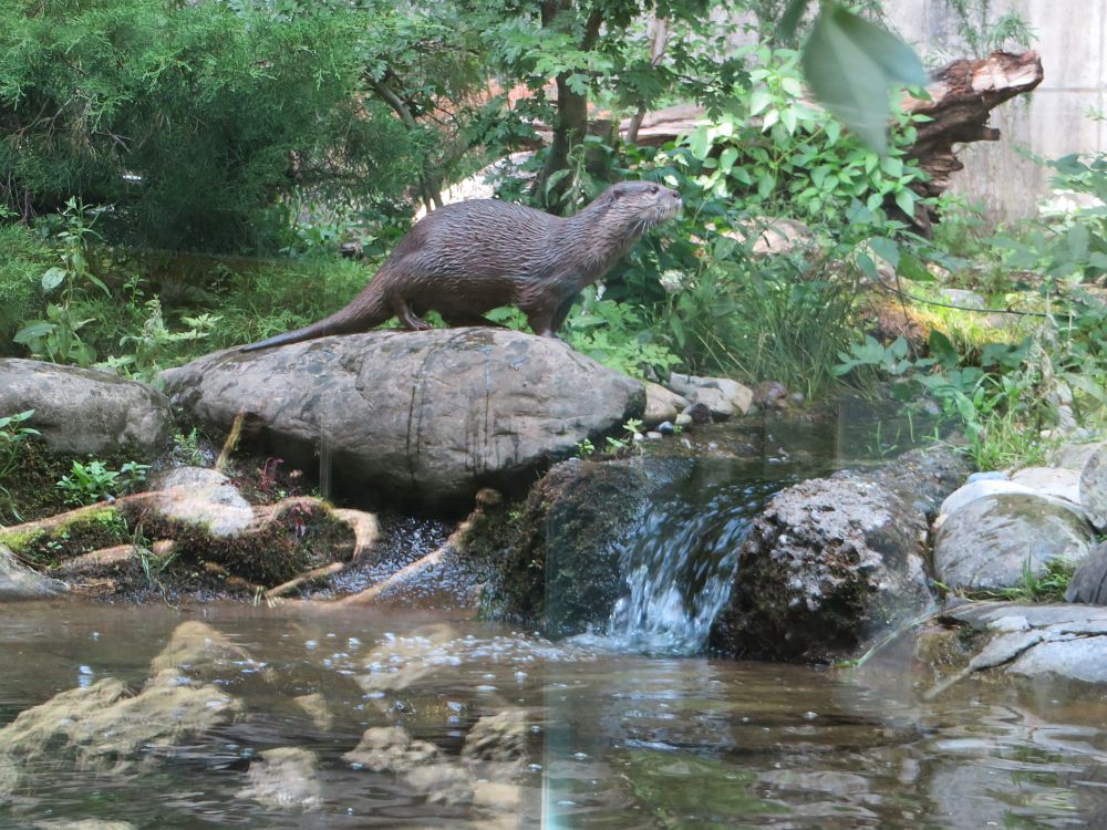 Otter