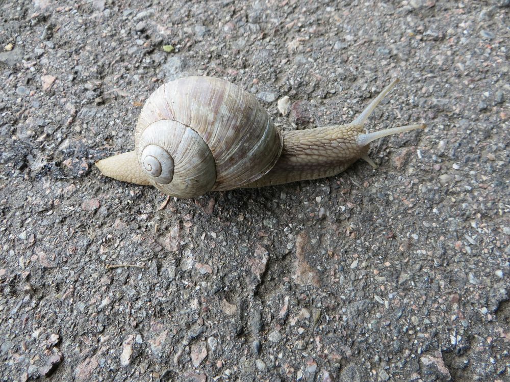 Rettung einer Weinbergschnecke